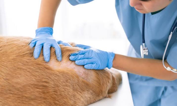 Dermatología