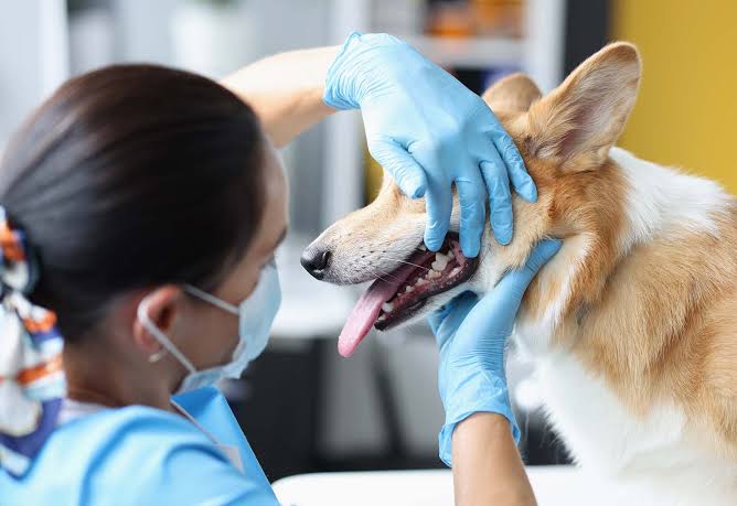 Odontología Veterinaria
